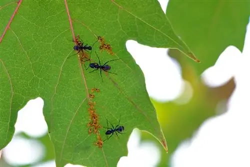 Fourmis sur l'érable : qu'est-ce que cela signifie et que faire ?