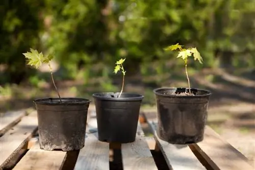 Cultivo de arce a partir de semillas.