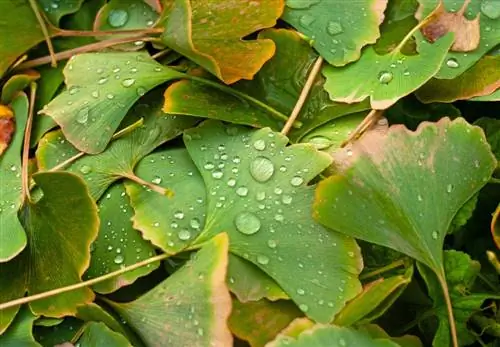 ginkgo-menettää-lehdet