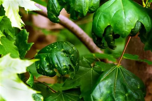 foglie d'acero arricciate