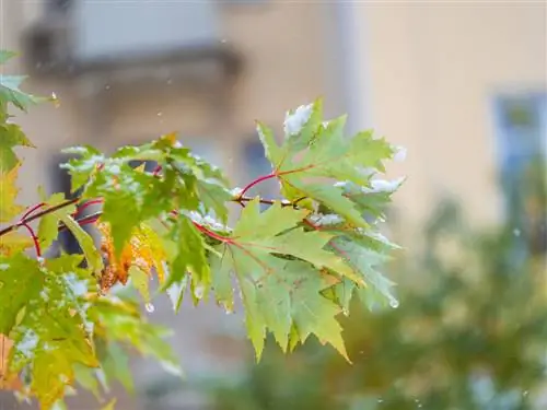 foglie d'acero congelate