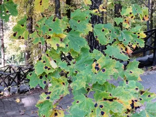 Érable : Que faire s'il y a des taches brunes sur les feuilles ?