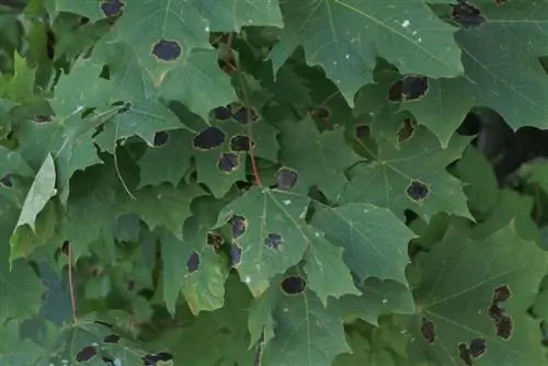 hojas de arce flácidas