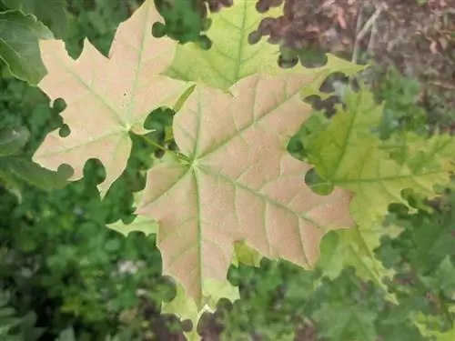 Foglie d'acero mangiate: cause, parassiti e rimedi