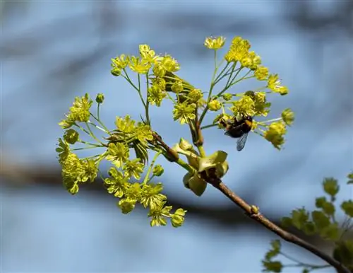 abeilles en fleurs d'érable