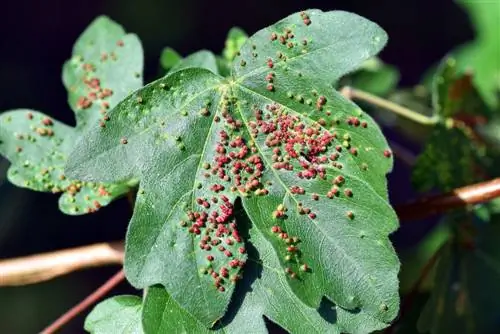 Maple tree attacked by gall wasp? No panic