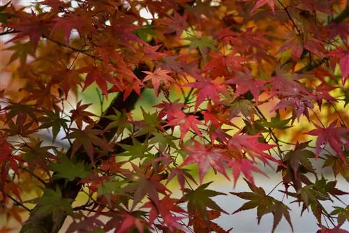 Cores do bordo: a variedade colorida para o seu jardim