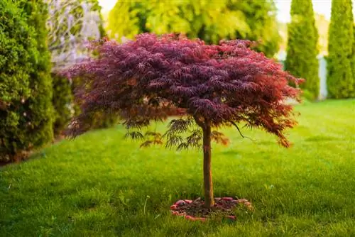 árbol de la casa de arce