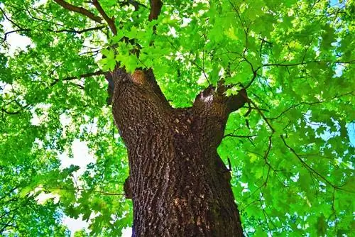 Maple di taman: tinggi dan varietas untuk taman kecil