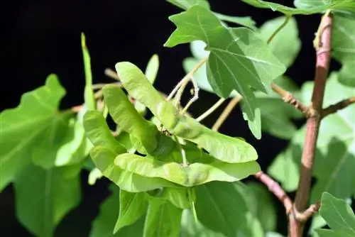 esdoorn fruit