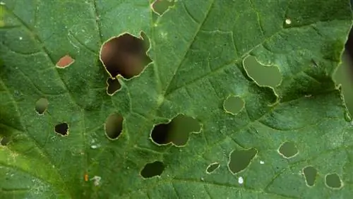 agujeros de arce en la hoja