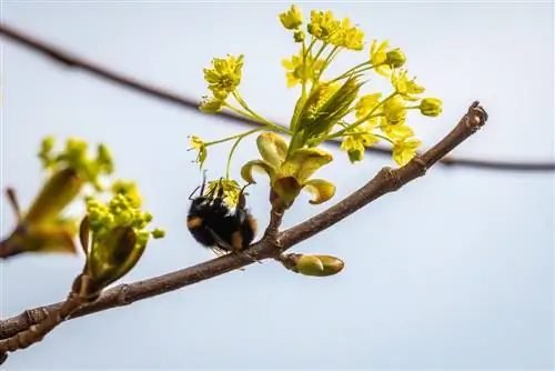 Dengan alergi maple selama musim serbuk sari: Cara melindungi diri sendiri