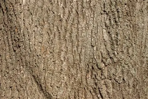 Maple bark: Use for skin diseases and care