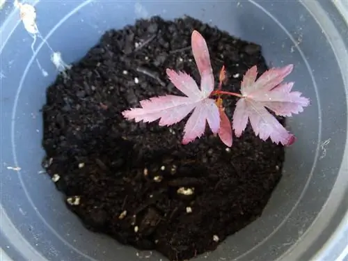 Menanam anak benih maple: arahan langkah demi langkah