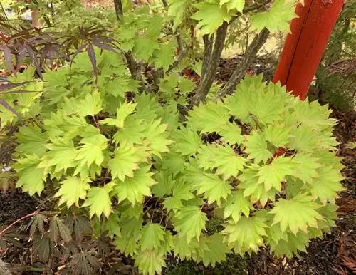 Esdoorn in gedeeltelike skadu: Dit is hoe jou boom die beste floreer