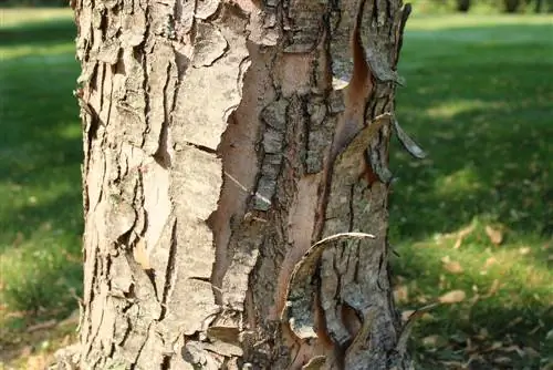 Maple: bark cracked? Causes & solutions