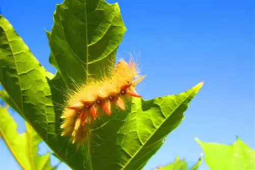 Labanan ang maple caterpillar