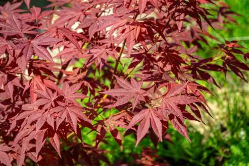 Hojas rojas de la primavera: estas variedades de arce inspiran