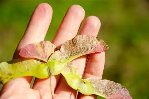 Pag-alis ng mga buto ng maple: Bakit ito mahalaga at kung paano ito gagawin