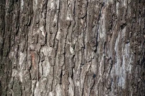 Maple: Crack in the trunk? Causes & Solutions