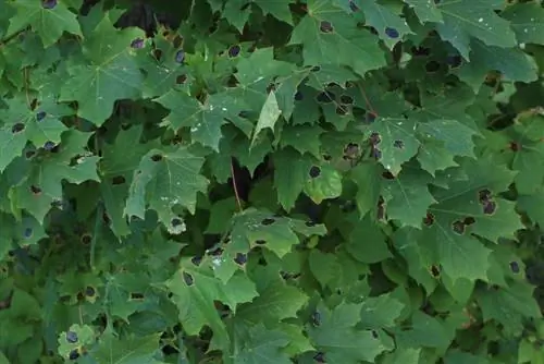 Maple: Black spots and how to fight them