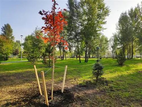 Arce y sol: así el árbol encuentra el lugar ideal