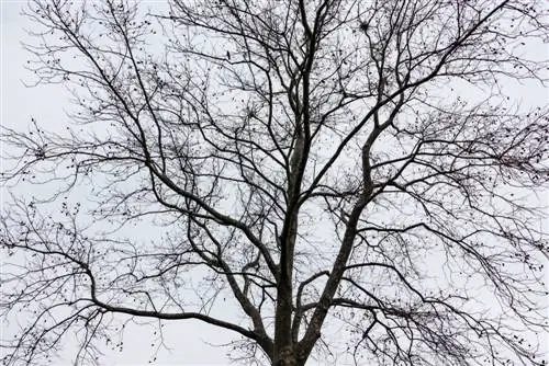 Maple in spring without shoots? How to save your tree