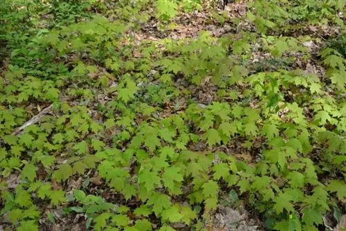 Esdoorn Wilde groei onder controle: bescherm uw tuin