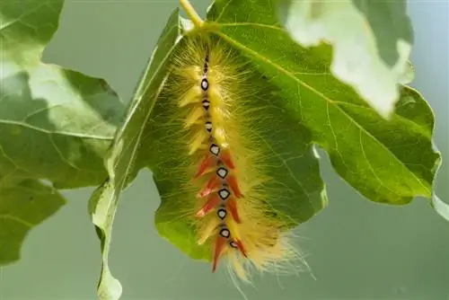 Maple sa panganib: Gaano kapanganib ang bark owl?