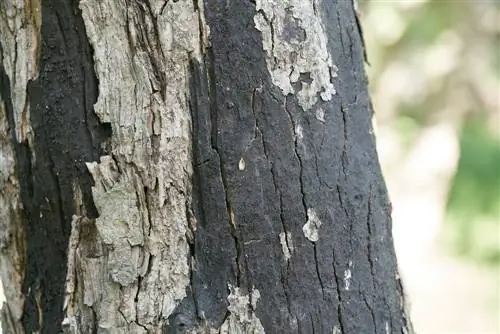 malattie degli alberi corteccia d'acero