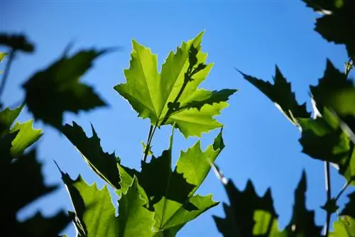 φύλλα παρόμοια με το σφενδάμι