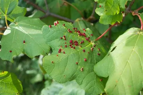 Hama hempedu pada pokok maple: mengesan dan memerangi serangan