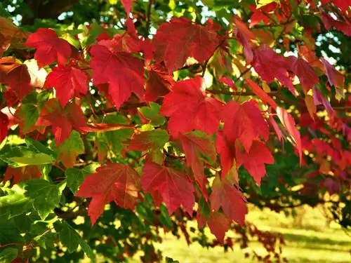 Érable rouge : Les particularités de ses feuilles