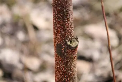 Red pustule disease in maple trees: How to prevent and treat?