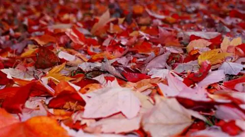 Quand l’érable rouge perd-il ses feuilles ?