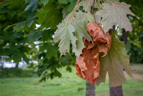 Pohon maple dengan jamur layu: apa yang harus dilakukan dan bagaimana cara menyelamatkannya?