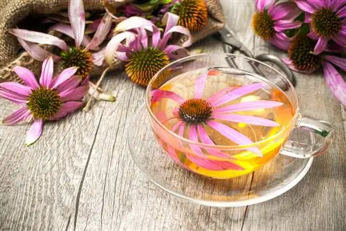 Echinacea độc