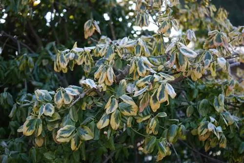 le fusain perd ses feuilles