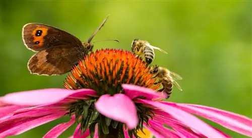 abelhas coneflower