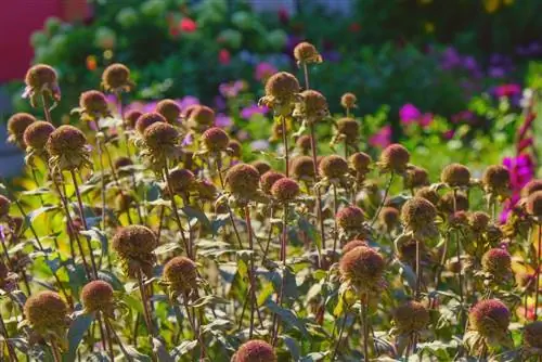 coneflower opgedroog