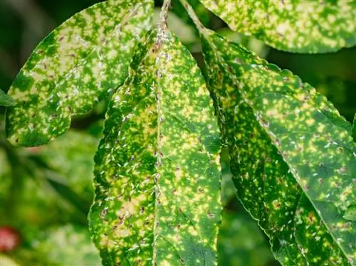 Spindle bush: matagumpay na labanan ang mga scale insect