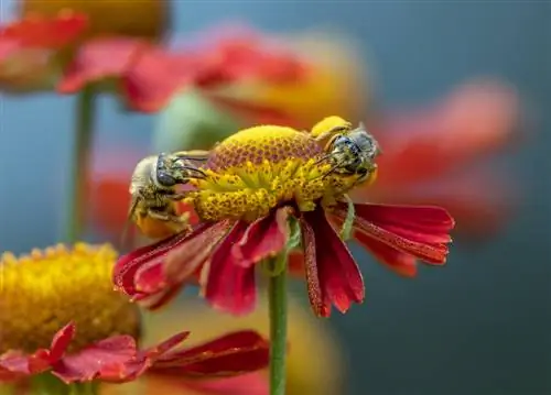 abejas novia del sol