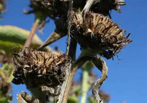 sementes de noiva do sol