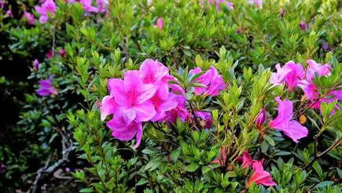 Plaas azaleas korrek: Wenke vir die optimale ligging