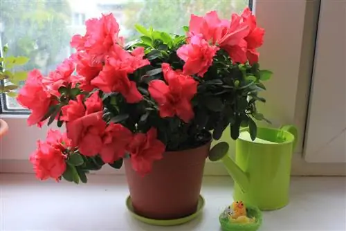 Azalea in pot: standplaats en verzorging voor bloeiende pracht