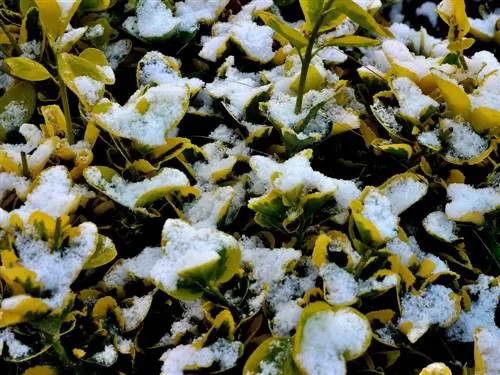 spindle bush frozen