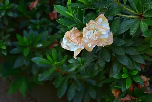 azalea bloeit