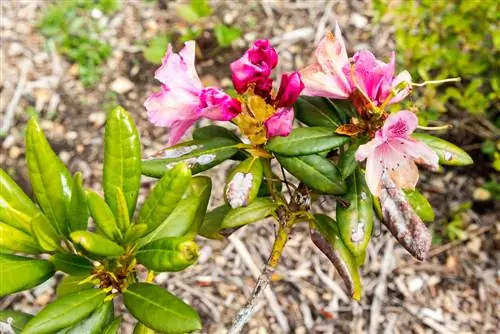 azalea-žuto-lišće