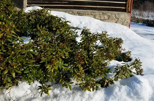 difference-azalea-rhododendron