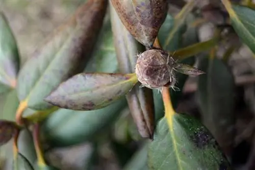 azalea bruna blommor